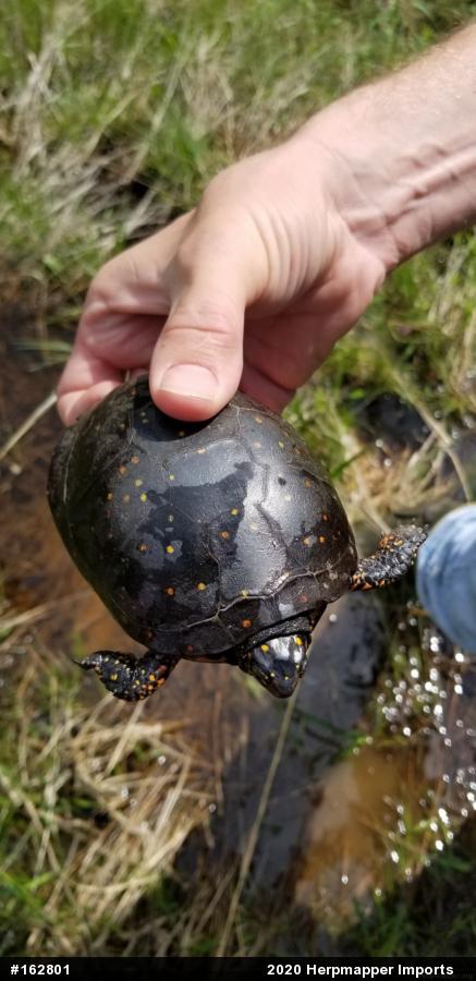 Spotted Turtle