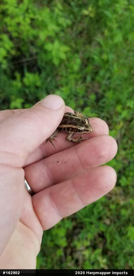 Pickerel Frog