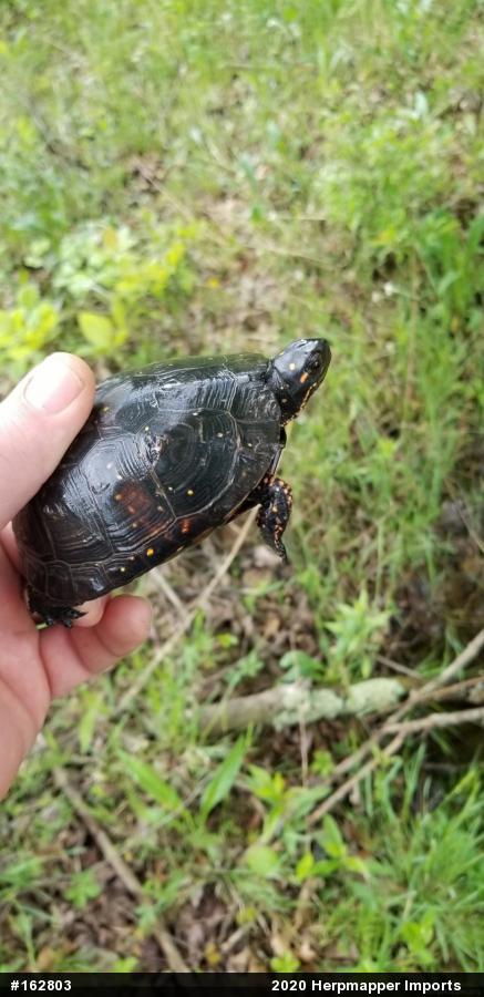 Spotted Turtle