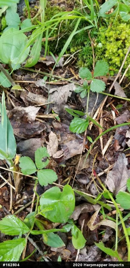 Spring Peeper