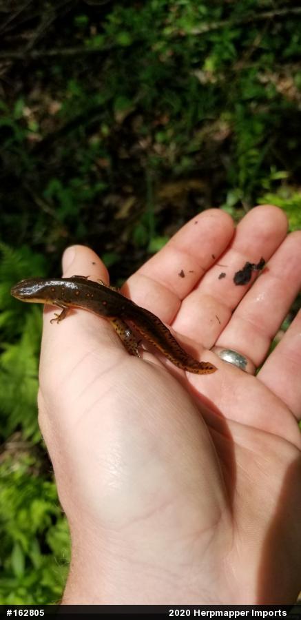 Red-spotted Newt