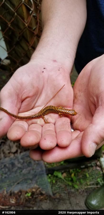 Eastern Long-tailed Salamander