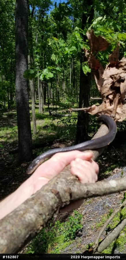 Eastern Ratsnake