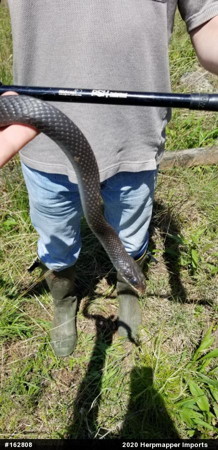 Northern Black Racer