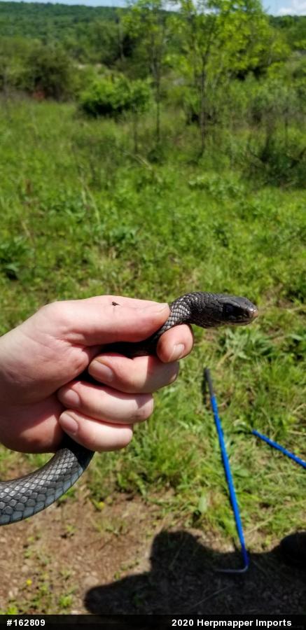Northern Black Racer