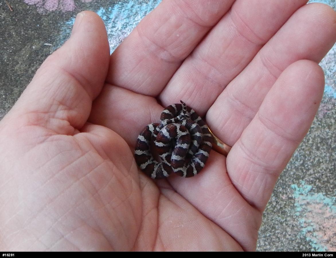 Eastern Milksnake