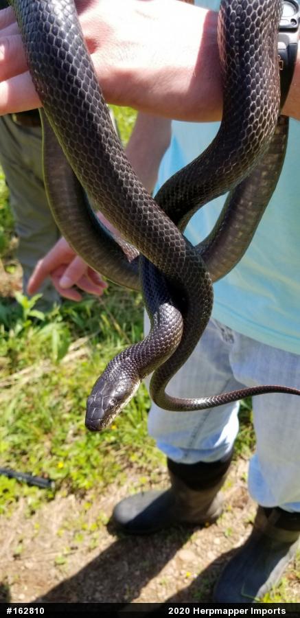 Eastern Ratsnake