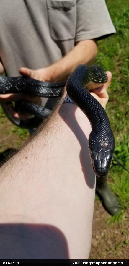 Eastern Ratsnake