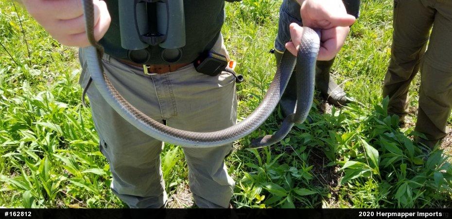 Northern Black Racer
