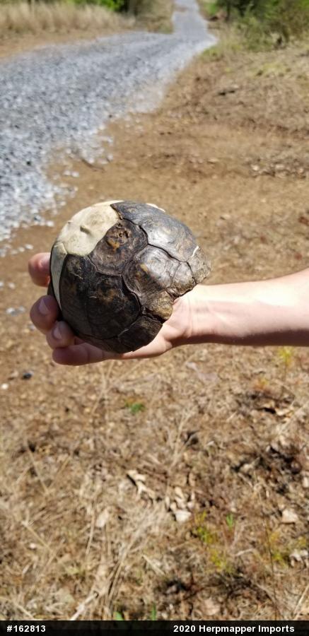 Eastern Box Turtle