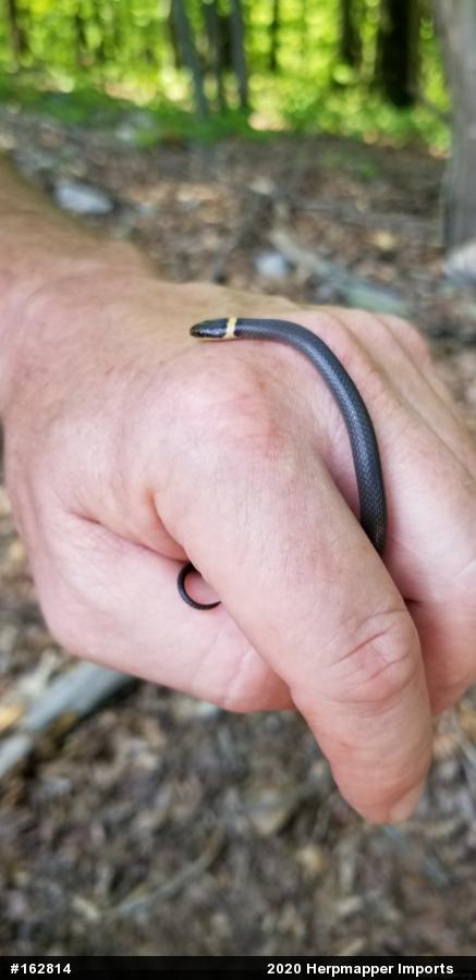 Northern Ring-necked Snake