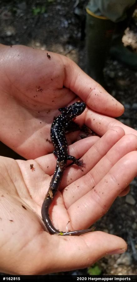 Northern Slimy Salamander
