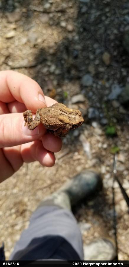 Eastern American Toad