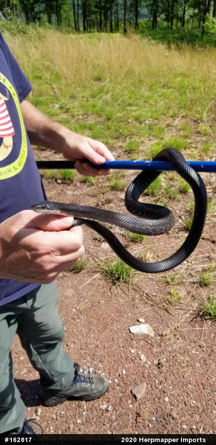 Eastern Ratsnake