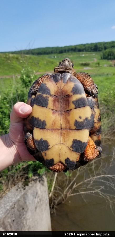 Wood Turtle