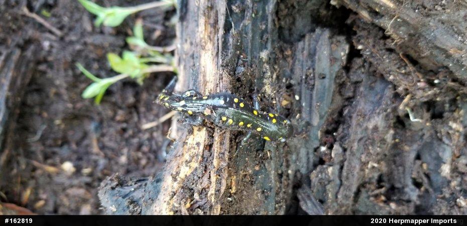 Spotted Salamander