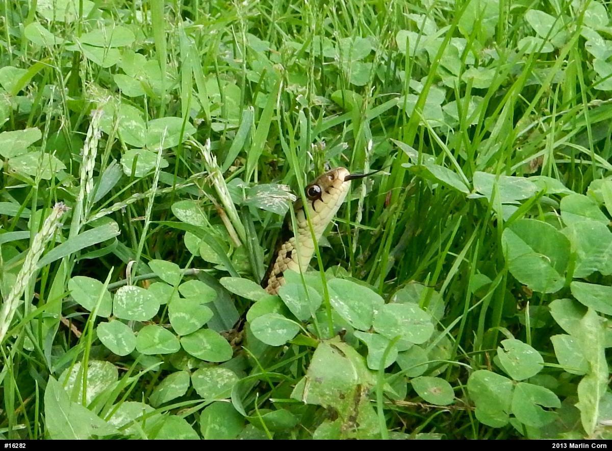 Eastern Gartersnake