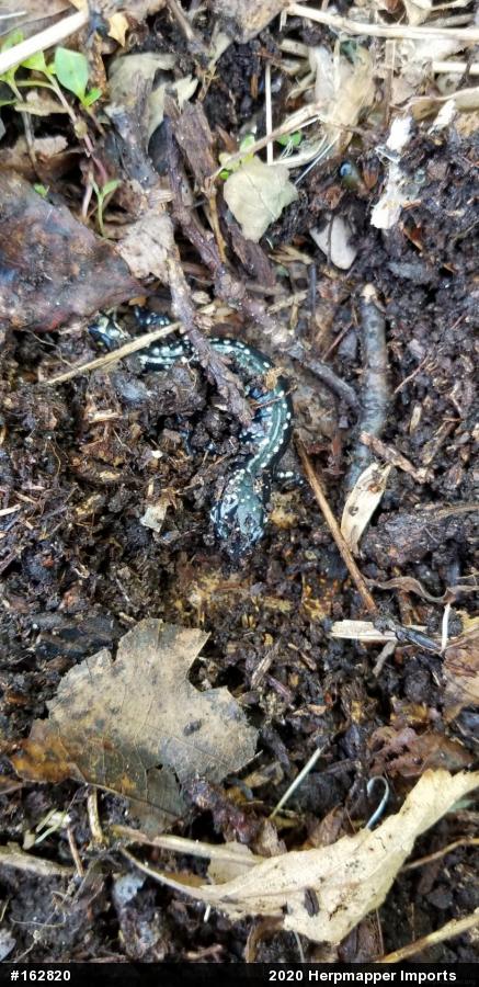 Northern Slimy Salamander