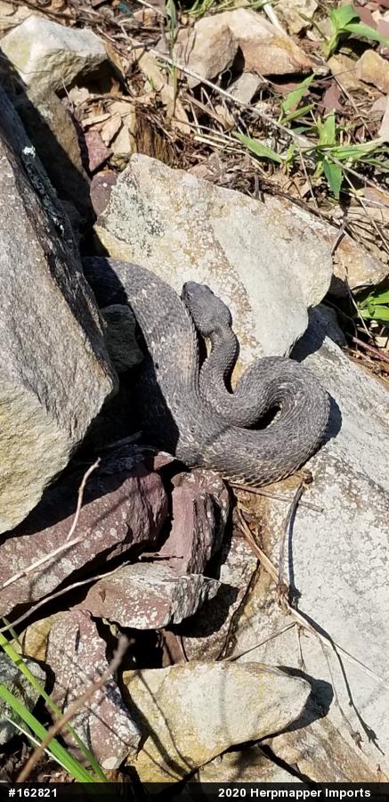 Timber Rattlesnake