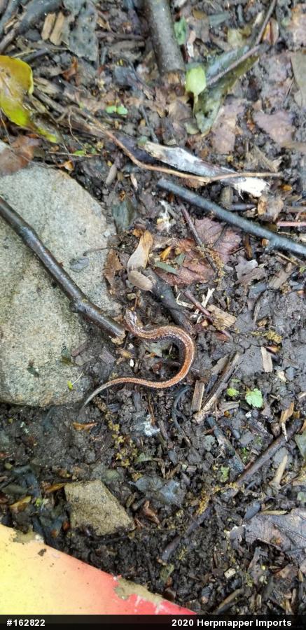 Eastern Red-backed  Salamander