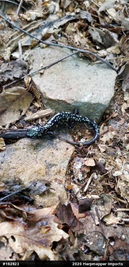 Northern Slimy Salamander