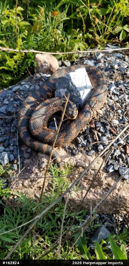 Eastern Hog-nosed Snake