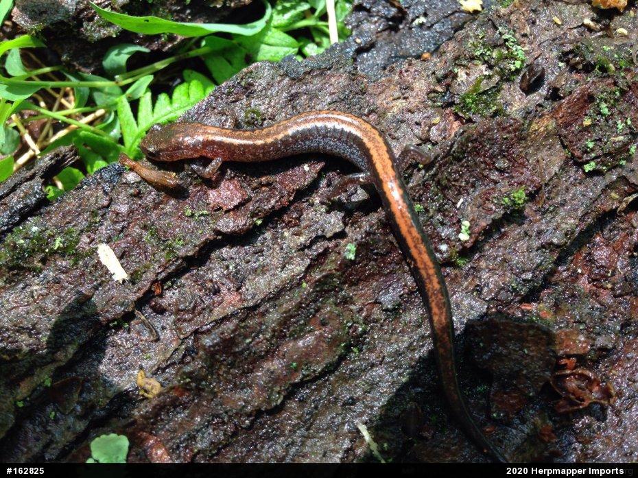 Eastern Red-backed  Salamander