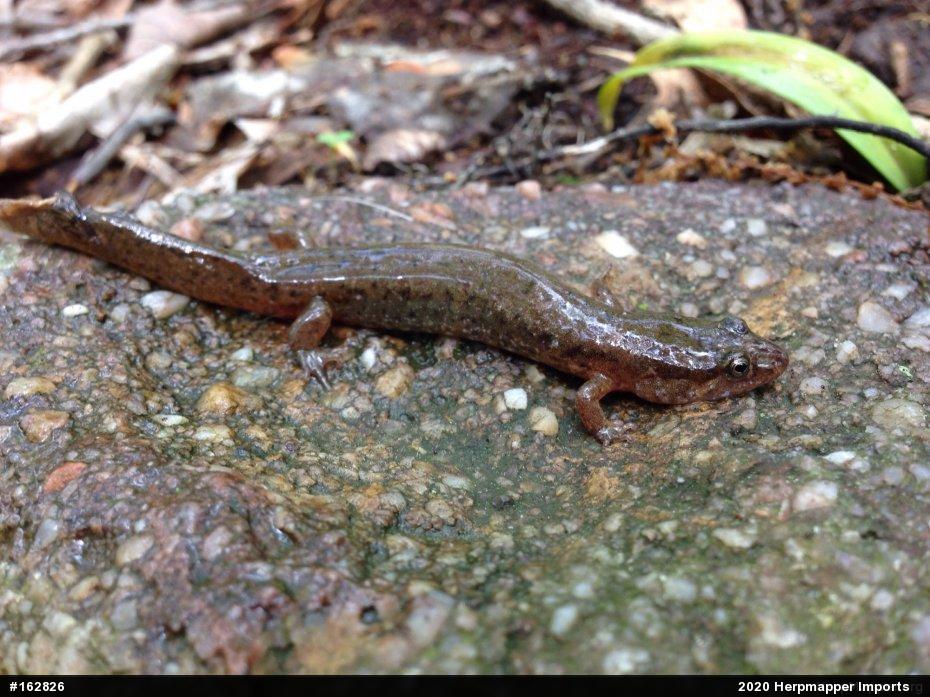 Northern Dusky Salamander