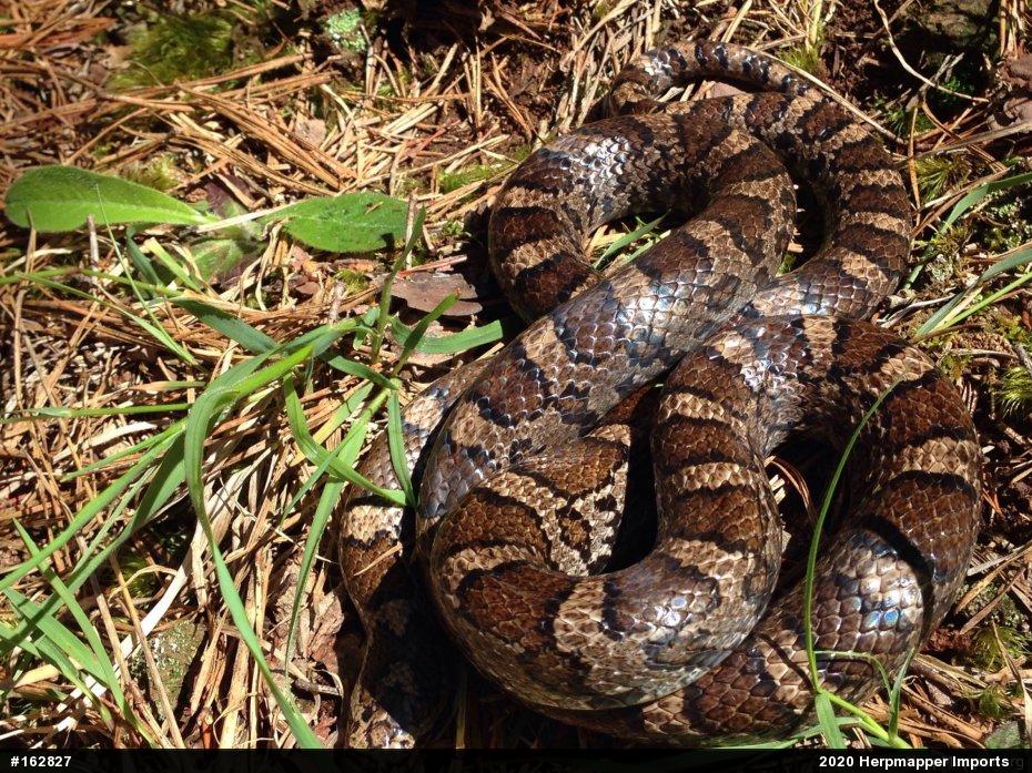 Eastern Milksnake
