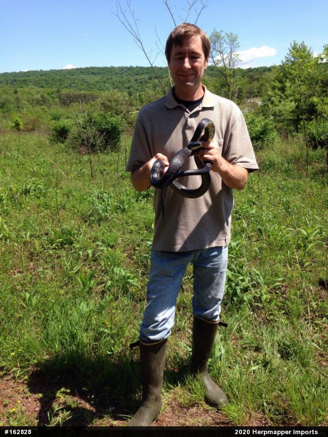 Eastern Ratsnake