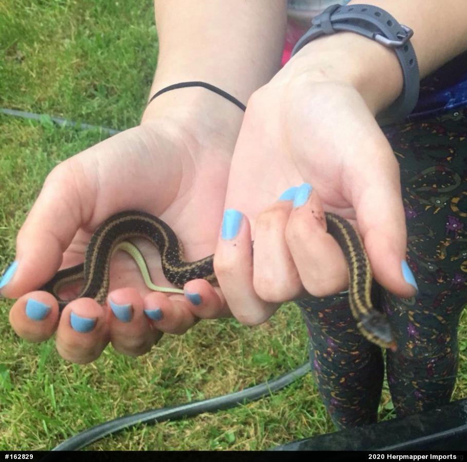 Eastern Gartersnake
