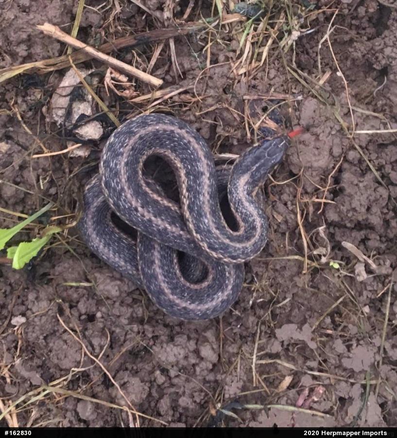 Eastern Gartersnake