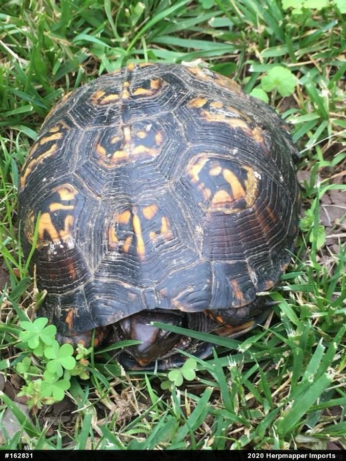 Eastern Box Turtle