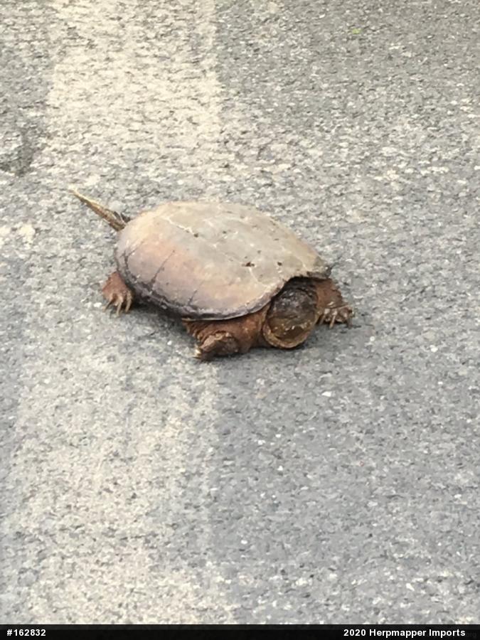 Snapping Turtle