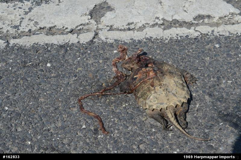 Snapping Turtle