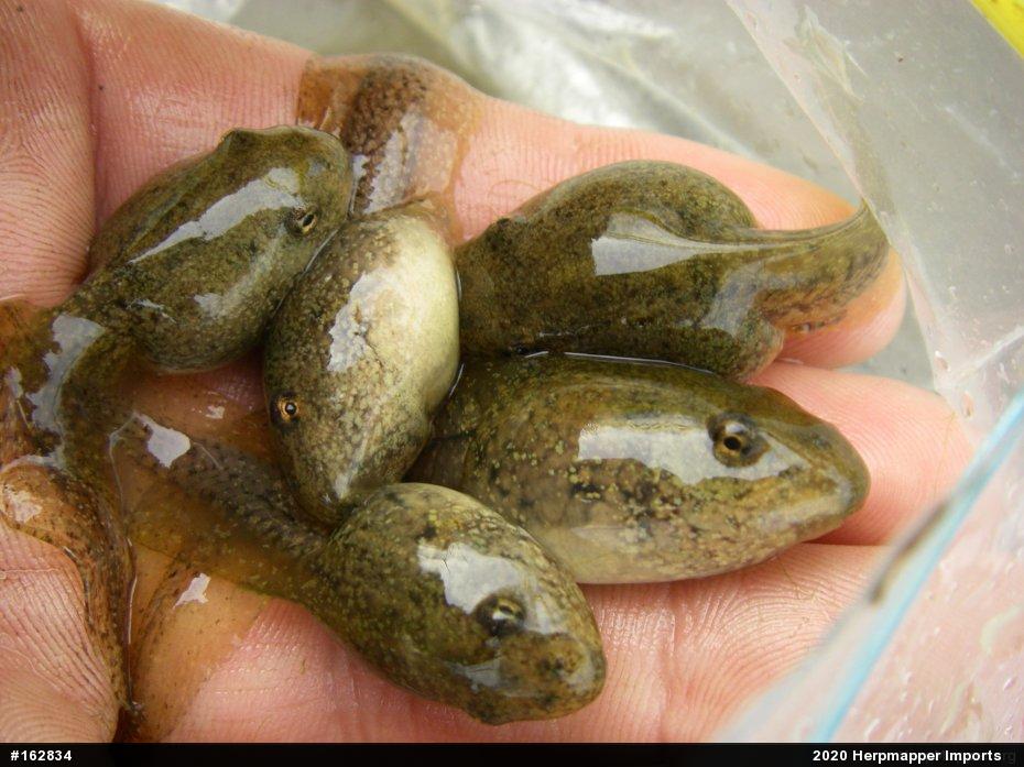 True Frogs