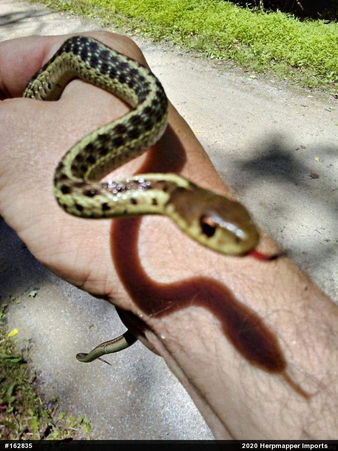 Eastern Gartersnake