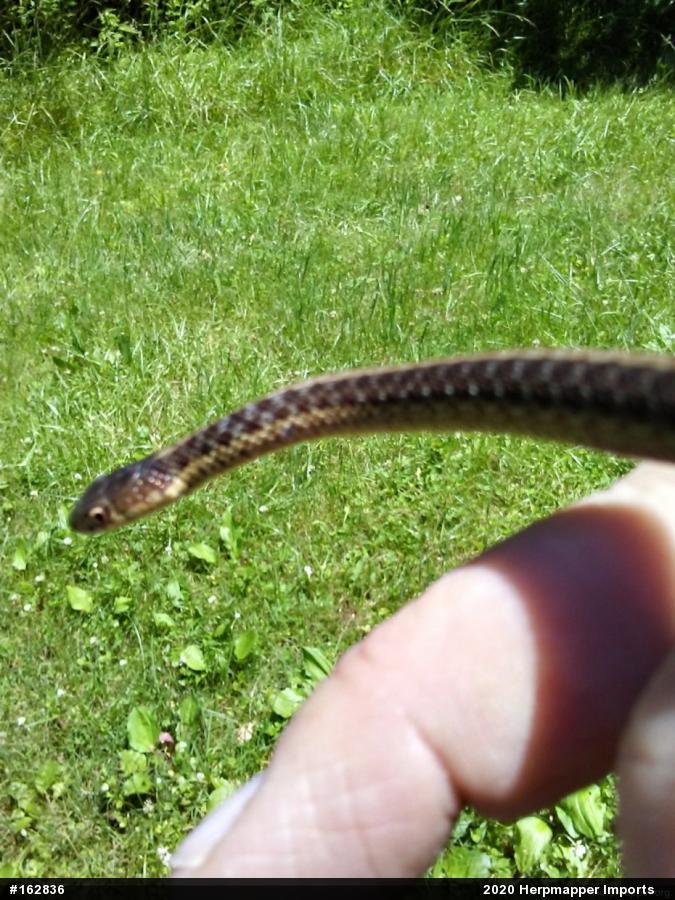 Eastern Gartersnake