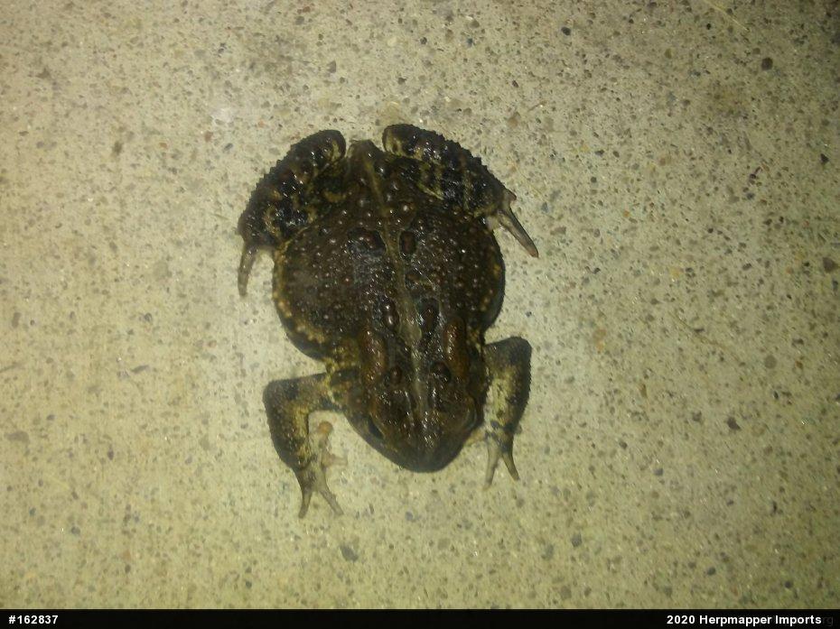 Eastern American Toad