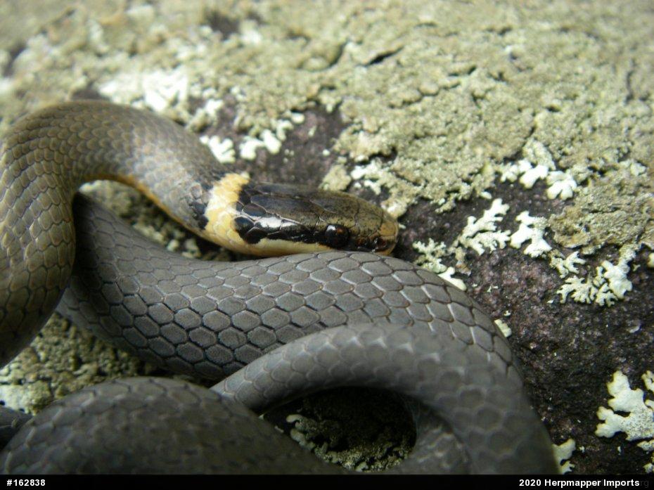 Northern Ring-necked Snake