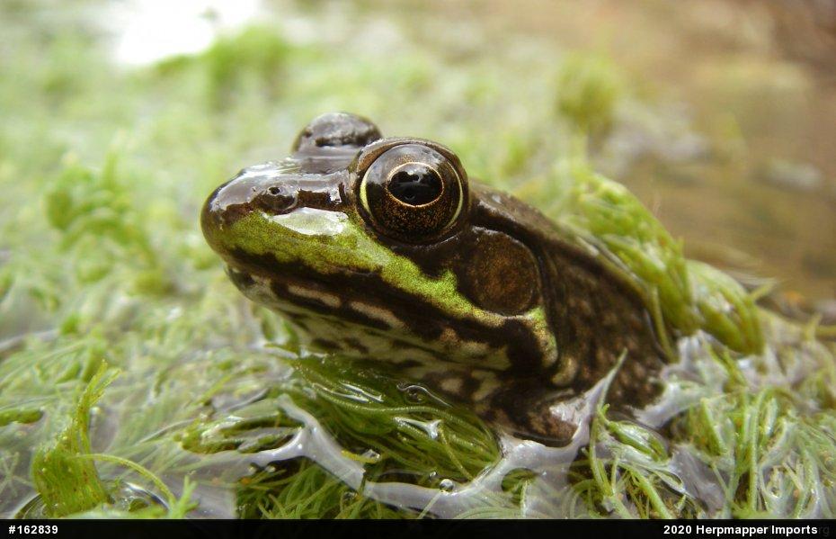 Green Frog