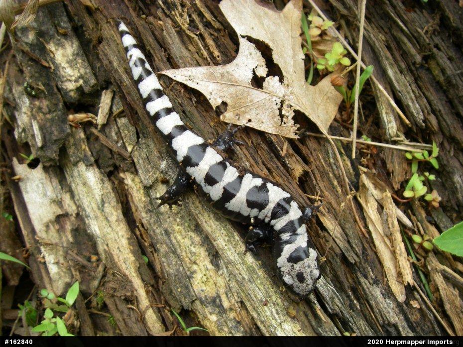 Marbled Salamander