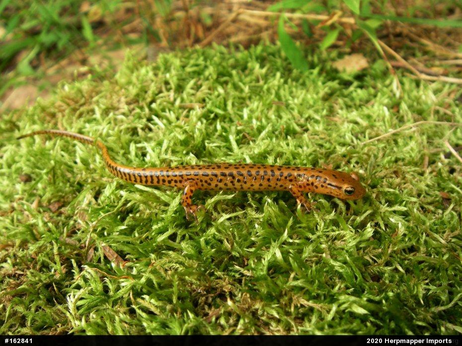 Eastern Long-tailed Salamander