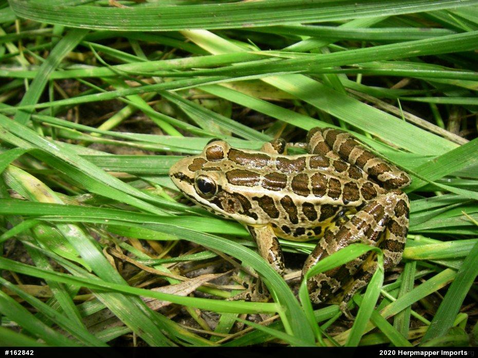 Pickerel Frog