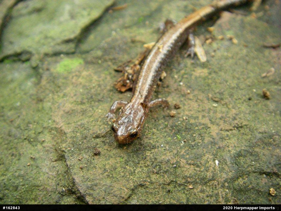 Eastern Red-backed  Salamander