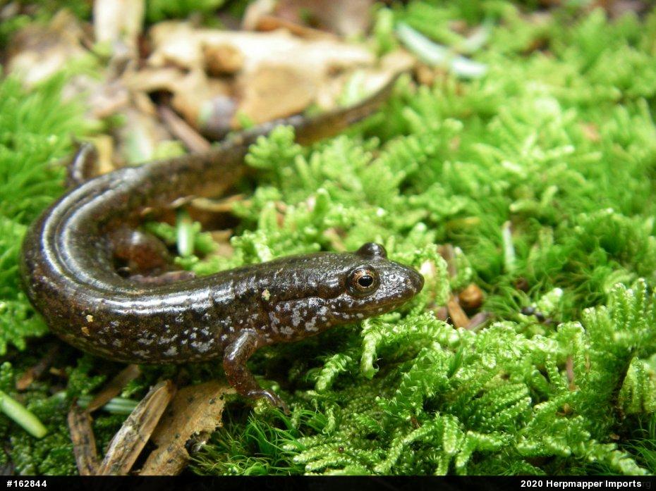 Northern Dusky Salamander