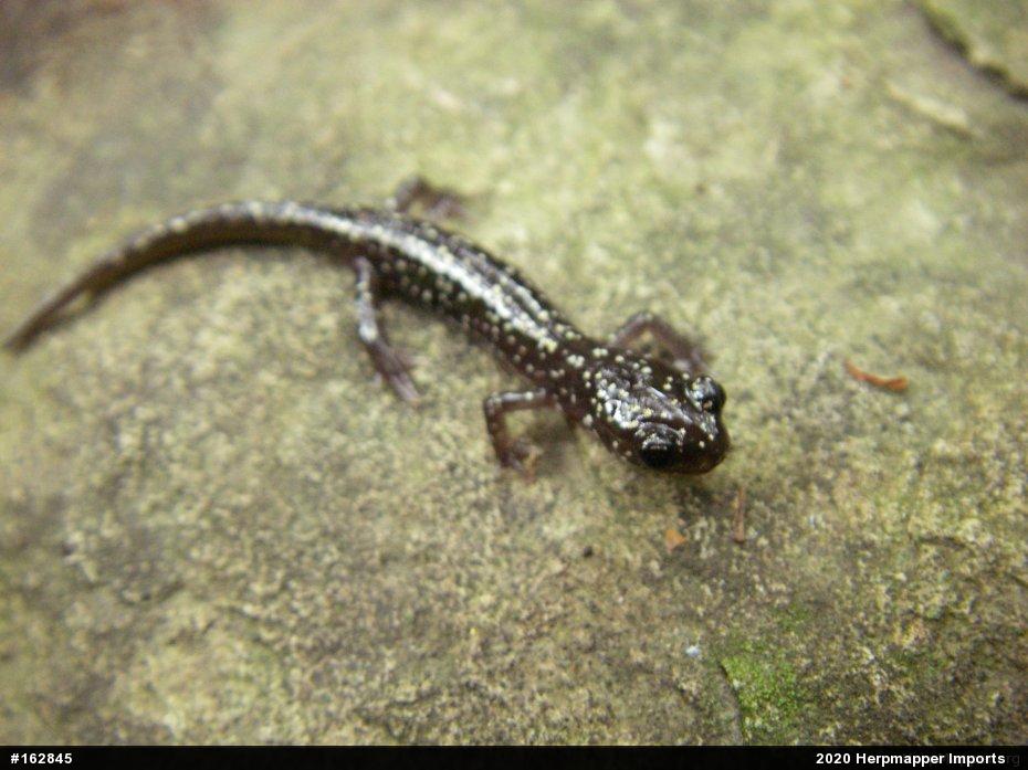 Northern Slimy Salamander