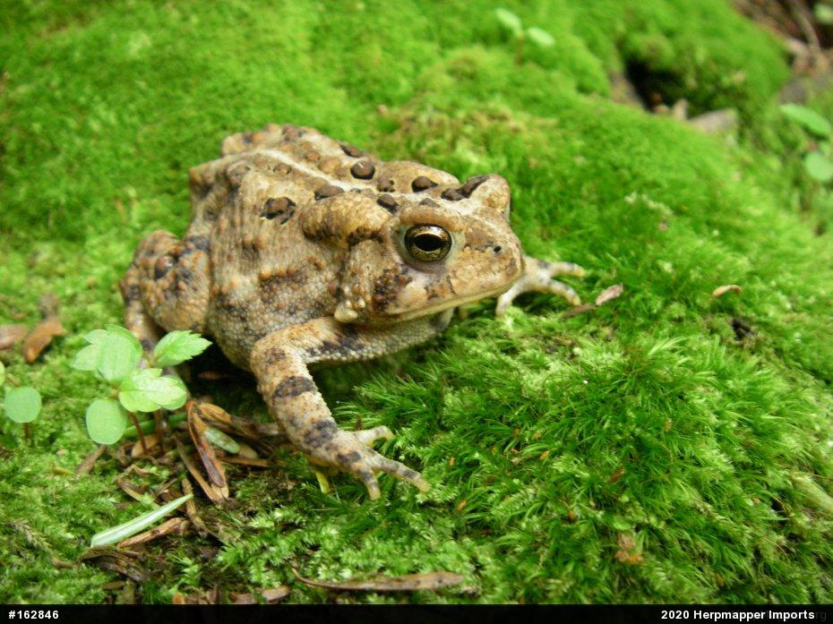 Eastern American Toad