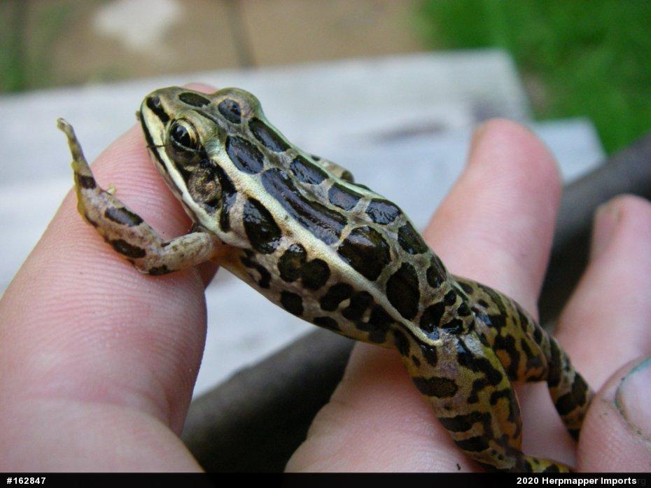 Pickerel Frog