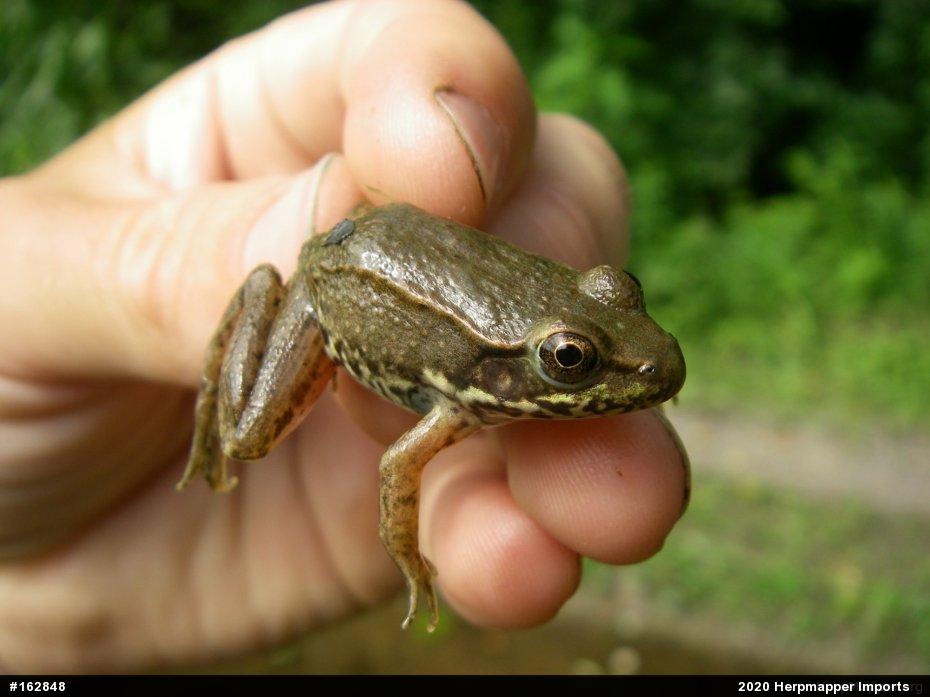 Green Frog